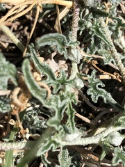 Malvella sagittifolia