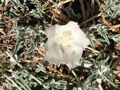 Malvella sagittifolia
