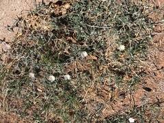 Malvella sagittifolia