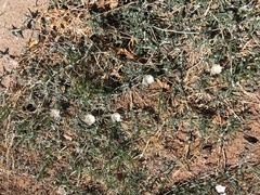 Malvella sagittifolia