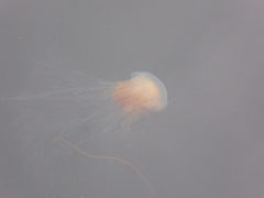 Cyanea capillata