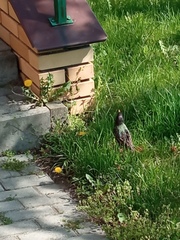 Sturnus vulgaris