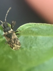 Taphropeltus nervosus