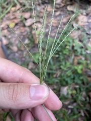 Digitaria horizontalis