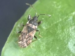 Taphropeltus nervosus