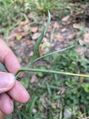 Digitaria horizontalis