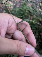 Digitaria horizontalis
