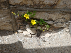 Oxalis