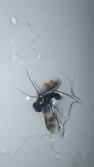 Condylostylus occidentalis