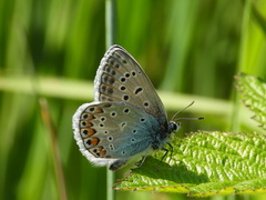 Polyommatus icarus