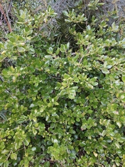 Coprosma repens