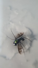 Condylostylus occidentalis