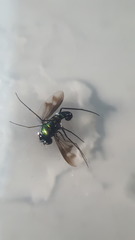 Condylostylus occidentalis
