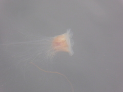 Cyanea capillata