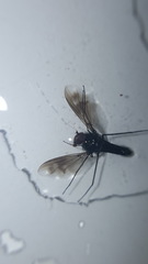 Condylostylus occidentalis