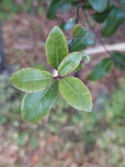 Pittosporum tenuifolium