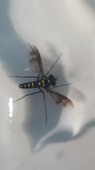 Condylostylus occidentalis