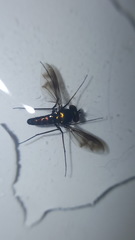 Condylostylus occidentalis