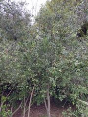 Pittosporum tenuifolium