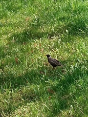 Sturnus vulgaris