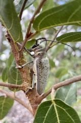 Rosenbergia megalocephala
