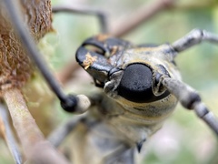 Rosenbergia megalocephala