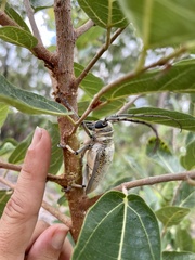 Rosenbergia megalocephala