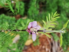 Guaiacum angustifolium