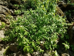 Cornus sericea sericea