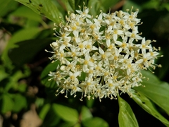 Cornus sericea sericea