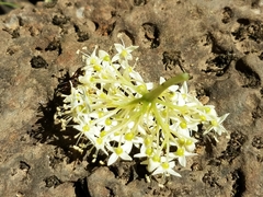 Cornus sericea sericea
