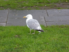 Larus argentatus