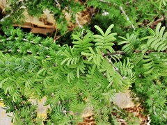 Guaiacum angustifolium