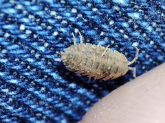 Lucasius pallidus