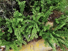 Guaiacum angustifolium