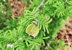 Guaiacum angustifolium