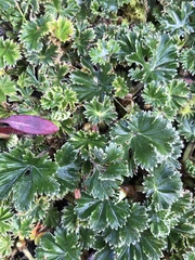 Alchemilla orbiculata