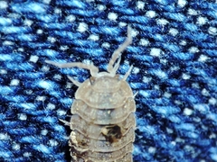 Lucasius pallidus