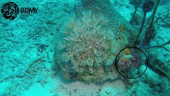 Monanchora arbuscula