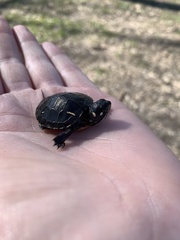 Chrysemys picta picta