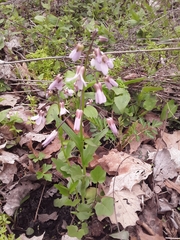 Cardamine douglassii