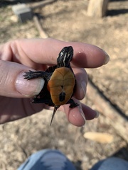 Chrysemys picta picta