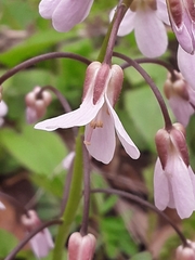Cardamine douglassii