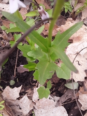 Cardamine douglassii