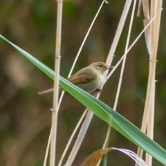 Phylloscopus ibericus