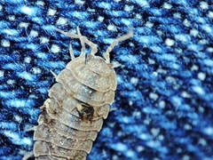 Lucasius pallidus