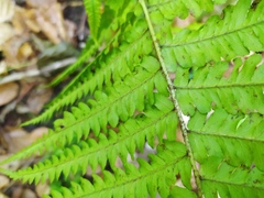 Dryopteris affinis borreri