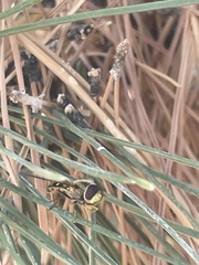Syrphus opinator