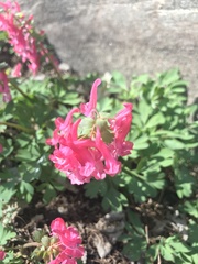 Corydalis solida