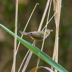 Phylloscopus ibericus